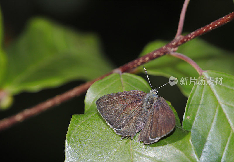 紫斑蝶(Neozephyrus quercus)雄性